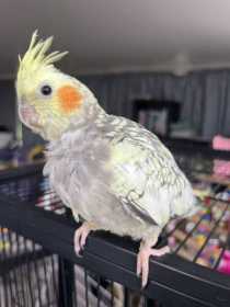 Lost Cockatiel