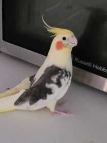 Lost Cockatiel