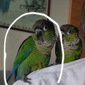 Lost Conure