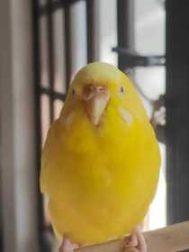 Lost Budgerigar