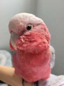 Lost Galah Cockatoo