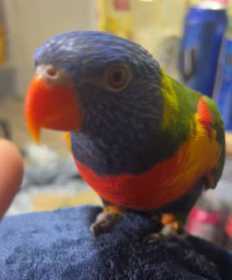 Lost Lory / Lorikeet
