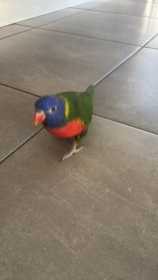 Lost Lory / Lorikeet