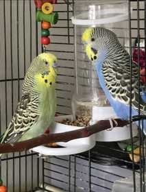 Lost Budgerigar