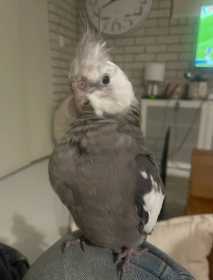 Lost Cockatiel