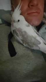 Lost Cockatiel