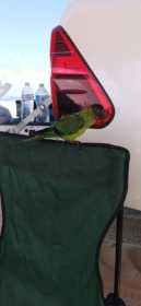 Lost Conure
