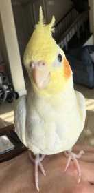 Lost Cockatiel