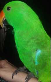 Lost Eclectus