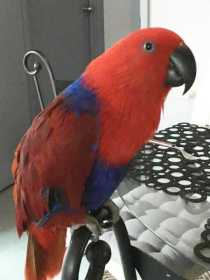 Lost Eclectus