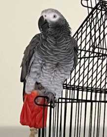 Lost African Grey