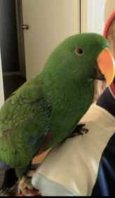 Lost Eclectus