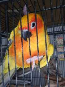 Lost Conure