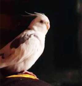 Lost Cockatiel