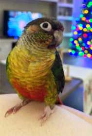 Lost Conure