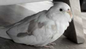 Lost Cockatiel