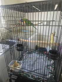 Lost Lory / Lorikeet