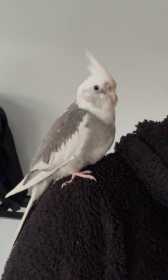 Lost Cockatiel