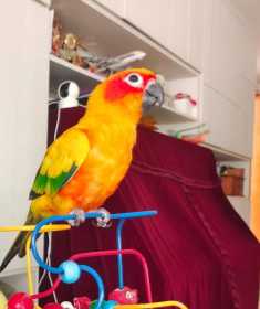 Lost Conure