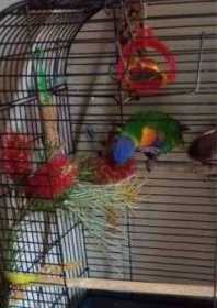 Lost Lory / Lorikeet