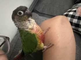 Lost Conure