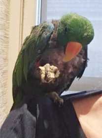 Lost Eclectus