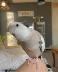 Lost Cockatiel