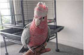Lost Galah Cockatoo