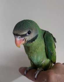 Lost Mustached / Moustached Parakeet