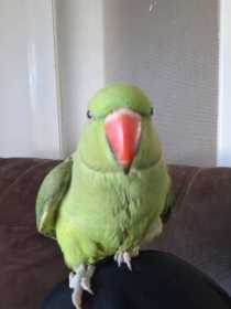 Lost Indian Ringneck Parakeet