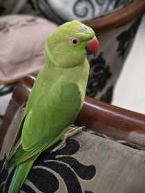 Lost Indian Ringneck Parakeet