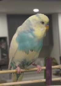 Lost Budgerigar