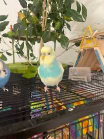 Lost Budgerigar