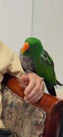 Lost Eclectus
