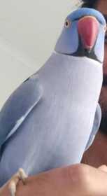 Lost Indian Ringneck Parakeet