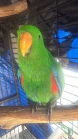 Lost Eclectus