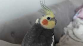Lost Cockatiel
