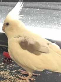 Lost Cockatiel