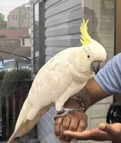 Lost Cockatoo
