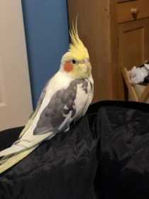 Lost Cockatiel