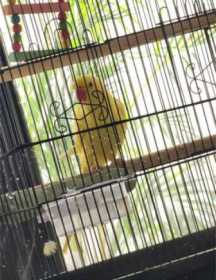 Lost Indian Ringneck Parakeet