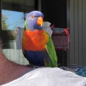 Lost Lory / Lorikeet