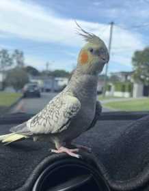 Lost Cockatiel