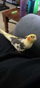 Lost Cockatiel