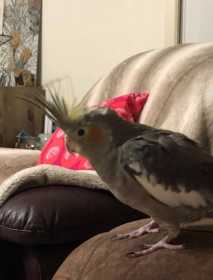 Lost Cockatiel