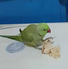 Lost Indian Ringneck Parakeet