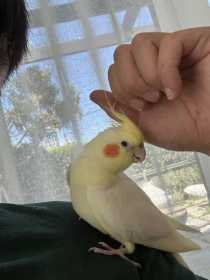 Lost Cockatiel