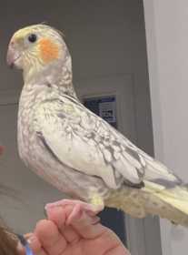 Lost Cockatiel
