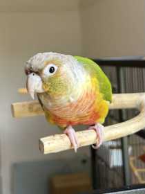 Lost Conure