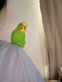Lost Budgerigar